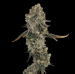 Grateful Seeds - Obsession (Feminized)