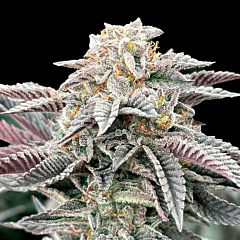 Grateful Seeds - Sour Burger (Feminized)