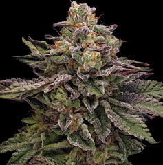 Green Bodhi - Hazy Driver (Feminized)