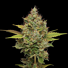 Green Bodhi - Hazy Lights (Regular)