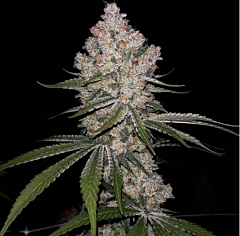 Green Bodhi - Hazy Voyage (Feminized)