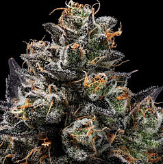 Green Bodhi - Purple Afghan Kush (Regular)