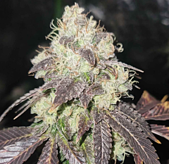 Karma Genetics - Gold Juice (Regular)