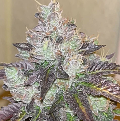 Karma Genetics - Head Rush (Feminized)