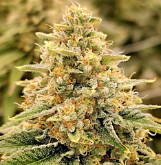 Karma Genetics - Nectar (Feminized)