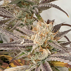 Karma Genetics - Pink Crumble (Feminized)