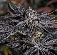 Karma Genetics - Pink Sherb (Feminized)