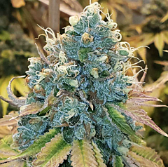 Karma Genetics - Sour Fire Tahoe (Regular)