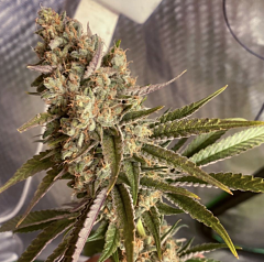 Karma Genetics - Wheres My Bike V2 (Regular)