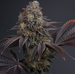 Karma Genetics - Zowahh 2.0 (Regular)