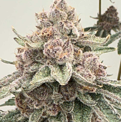 Mosca Seeds - Lane 8 (Feminized)