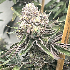 Mosca Seeds - Loop Hole (Feminized)