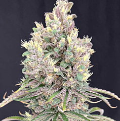 Mosca Seeds - MarVista (Feminized)