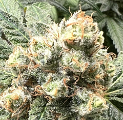 Mosca Seeds - Tapestry (Feminized)