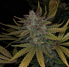 Night Owl Seeds - Deep Space 91 Auto (Feminized)