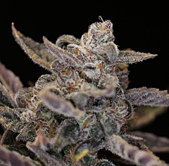 Night Owl Seeds - Disappearing Act V2 Auto (Feminized)
