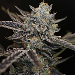 Night Owl Seeds - Strawberry Safari V2 Auto (Feminized)