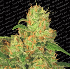 Paradise Seeds - Auto Acid (Feminized)