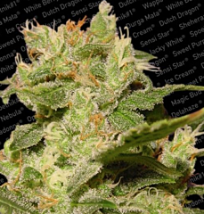 Paradise Seeds - Auto Jack (Feminized)