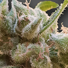 Paradise Seeds - CBDrelax (Feminized)
