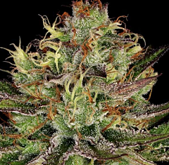 Paradise Seeds - Chocolate Wafflez (Fem)