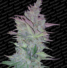 Paradise Seeds - Vertigo (Feminized)
