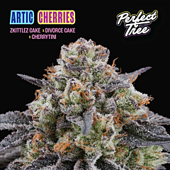 Perfect Tree - Artic Cherries (Feminized)