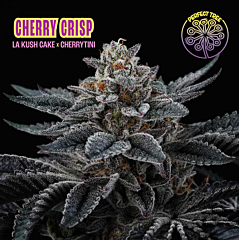 Perfect Tree - Cherry Crisp (Feminized)