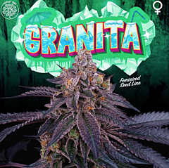 Perfect Tree - Granita (Feminized)