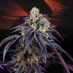 Perfect Tree - Loukoum (Feminized)