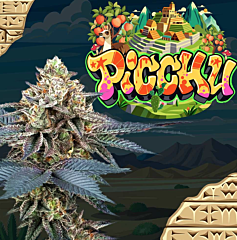 Perfect Tree - Picchu (Feminized)