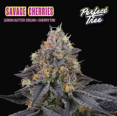 Perfect Tree - Savage Cherries (Feminized)