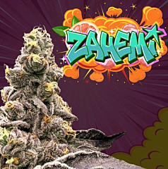 Perfect Tree - Zahemi (Regular)