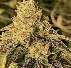 Rare Dankness Seeds - Coco Nibbles (Regular)