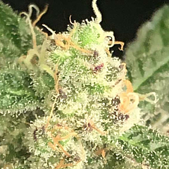 Serious Seeds - Seriosa (Feminized)