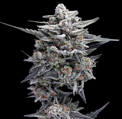 DNA Genetics - HG23 Autoflowering (Feminized)