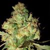 World of Seeds - Afghan Kush Ryder Auto Collection (Feminized)