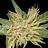 World of Seeds - Amnesia Diamond Line (Feminized)