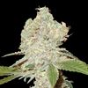 World of Seeds - Strawberry Blue Legends Collection (Feminized)