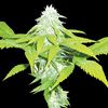 World of Seeds - Skunk 47 Legends Collection (Feminized)
