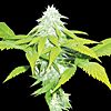 World of Seeds - Skunk 47 Legends Collection (Feminized)