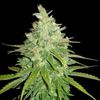 World of Seeds - Afghan Kush x Skunk Medical Collection (Feminized)