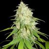 World of Seeds - Afghan Kush x White Widow Medical Collection (Feminized)