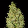 World of Seeds - Northern Lights X Skunk Medical Collection (Feminized)