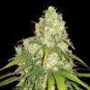 World of Seeds - Afghan Kush x Yumbolt Medical Collection (Feminized)