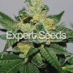 Expert Seeds - White Gold (Fem)
