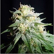 Spliff Seeds - White Widow Auto (Fem)