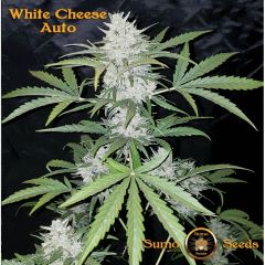 Sumo Seeds - White Cheese Auto (3 Fem)