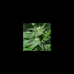 KC Brains - White KC feminized cannabis seeds - indica/sativa hybrid marijuana strain with a flowering time between 9-11 weeks