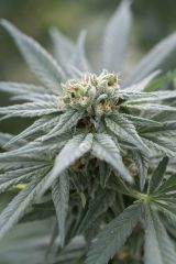 Kush Cannabis Seeds - White Kush (Regular)